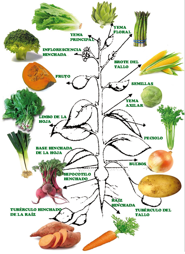 procedencia frutas hortalizas verduras