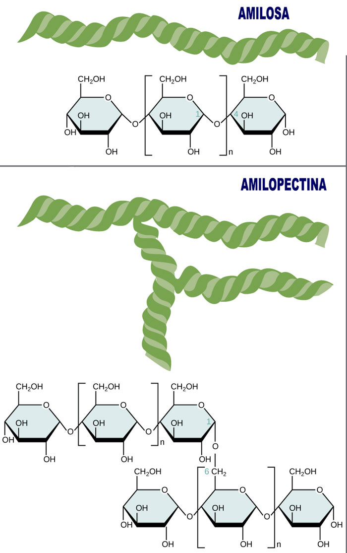 amilosa amilopectina
