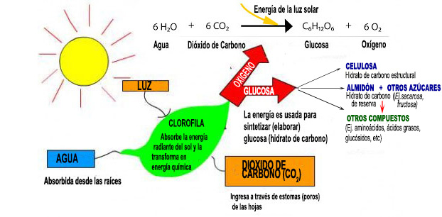 fotosintesis hidratos carbono