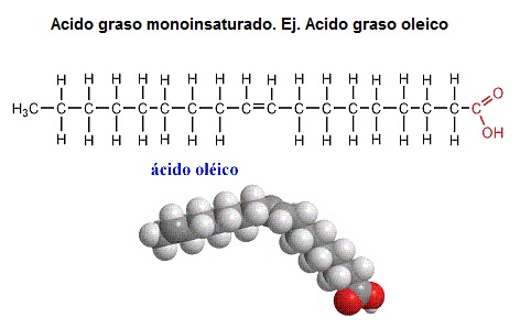 acido graso monoinsaturado