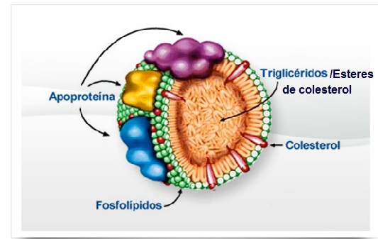 modelo estructural lipoproteinas