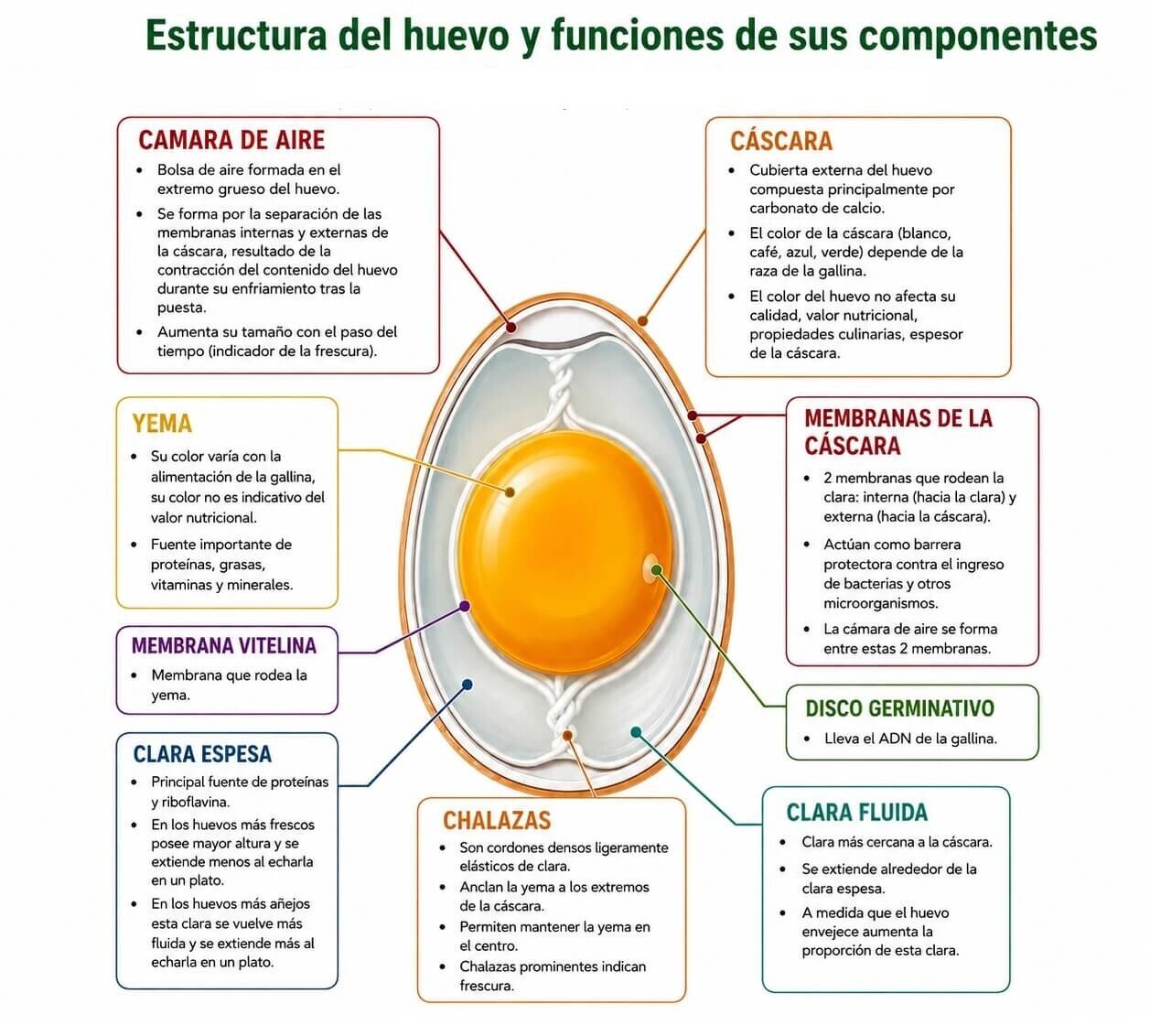 estructura funciones componentes huevo